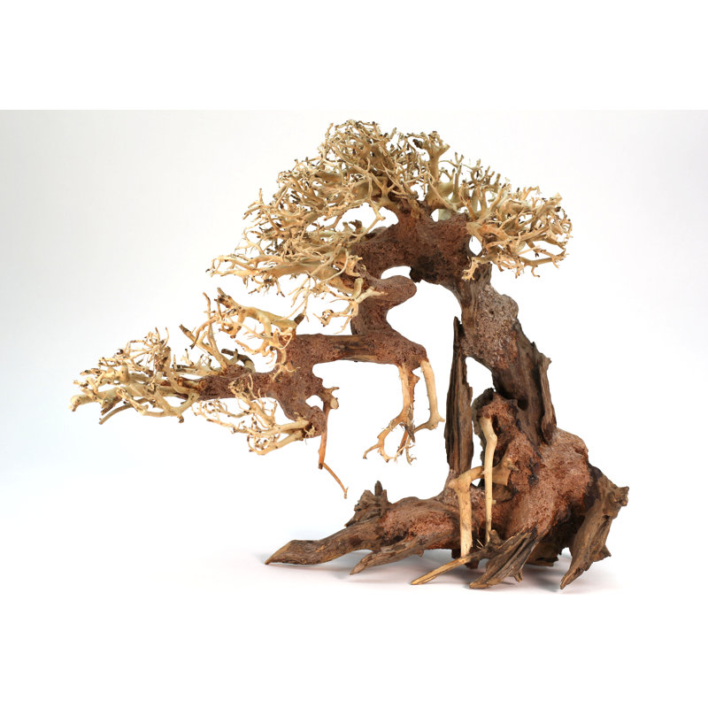 Millwood Pines Decorative Table Centerpiece Real Bonsai Tree For